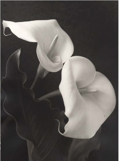 edna whitehead